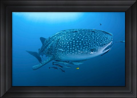 Framed Bay Whale shark and remoras Print