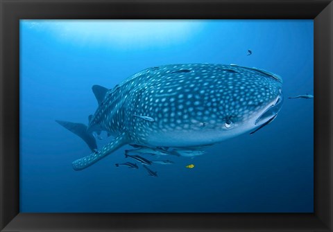 Framed Bay Whale shark and remoras Print