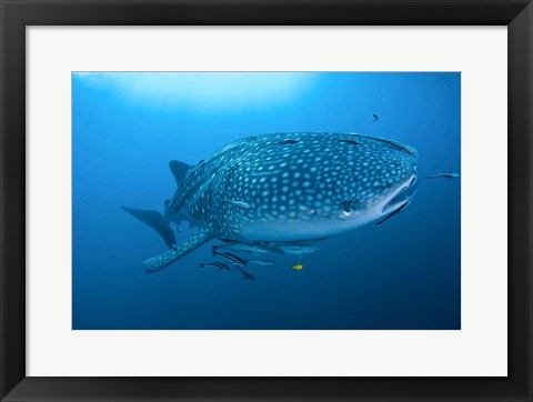 Framed Bay Whale shark and remoras Print