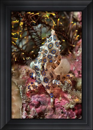 Framed Blue-ring octopus and coral, Raja Ampat, Papua, Indonesia Print