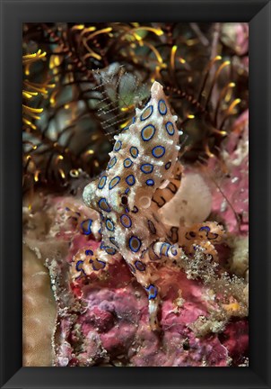 Framed Blue-ring octopus and coral, Raja Ampat, Papua, Indonesia Print