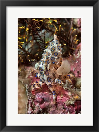 Framed Blue-ring octopus and coral, Raja Ampat, Papua, Indonesia Print