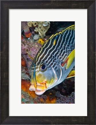 Framed Cleaner fish with sweetlip fish, Raja Ampat, Papua, Indonesia Print