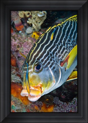 Framed Cleaner fish with sweetlip fish, Raja Ampat, Papua, Indonesia Print