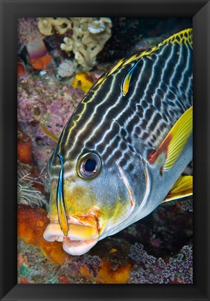 Framed Cleaner fish with sweetlip fish, Raja Ampat, Papua, Indonesia Print
