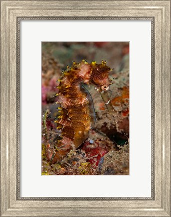 Framed Close-up of adult spiny seahorse Print