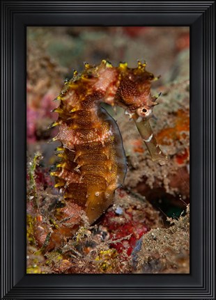 Framed Close-up of adult spiny seahorse Print
