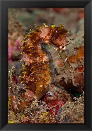 Framed Close-up of adult spiny seahorse Print