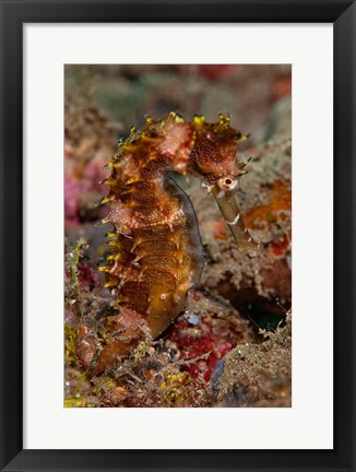 Framed Close-up of adult spiny seahorse Print