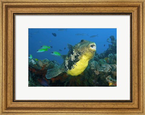 Framed Close-up of puffer fish Print