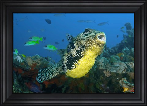 Framed Close-up of puffer fish Print