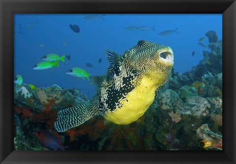 Framed Close-up of puffer fish Print