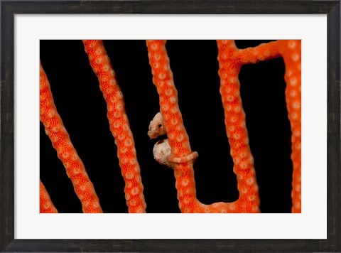 Framed Close-up of world&#39;s smallest seahorse, Raja Ampat, Papua, Indonesia Print