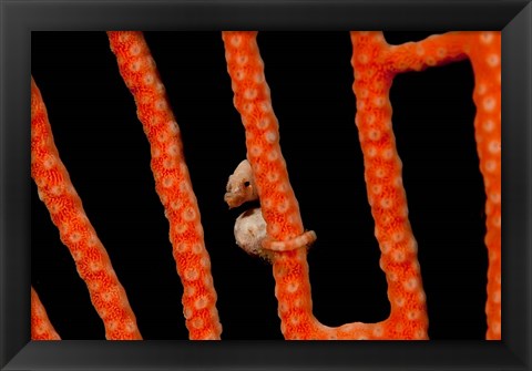 Framed Close-up of world&#39;s smallest seahorse, Raja Ampat, Papua, Indonesia Print