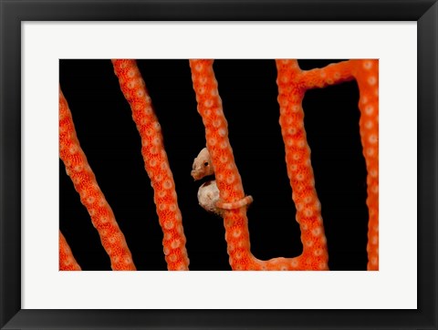 Framed Close-up of world&#39;s smallest seahorse, Raja Ampat, Papua, Indonesia Print