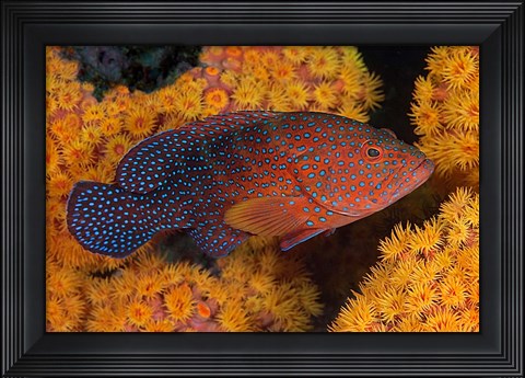 Framed Coral trout fish and coral, Raja Ampat, Papua, Indonesia Print