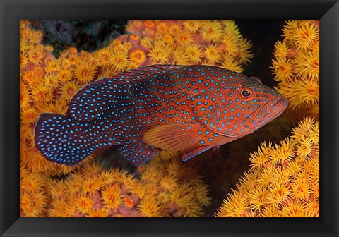 Framed Coral trout fish and coral, Raja Ampat, Papua, Indonesia Print