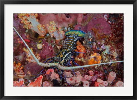 Framed Lobster and coral, Raja Ampat, Papua, Indonesia Print