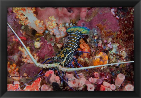 Framed Lobster and coral, Raja Ampat, Papua, Indonesia Print