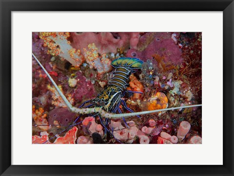 Framed Lobster and coral, Raja Ampat, Papua, Indonesia Print