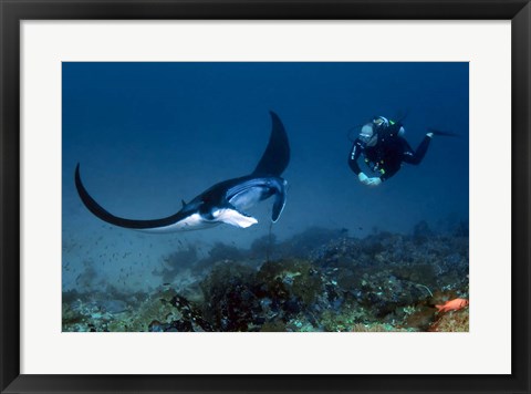 Framed Manta ray swims past scuba diver, Komodo NP, Indonesia Print