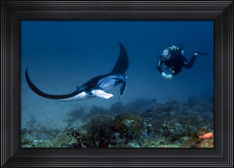 Framed Manta ray swims past scuba diver, Komodo NP, Indonesia Print