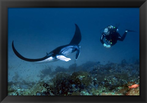 Framed Manta ray swims past scuba diver, Komodo NP, Indonesia Print