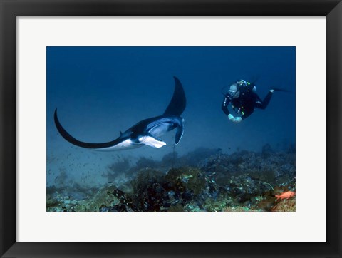 Framed Manta ray swims past scuba diver, Komodo NP, Indonesia Print