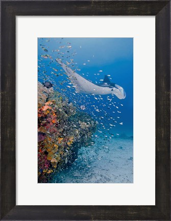 Framed Manta ray, fish and coral, Raja Ampat, Papua, Indonesia Print
