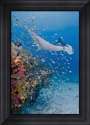 Framed Manta ray, fish and coral, Raja Ampat, Papua, Indonesia Print