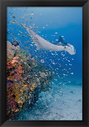 Framed Manta ray, fish and coral, Raja Ampat, Papua, Indonesia Print