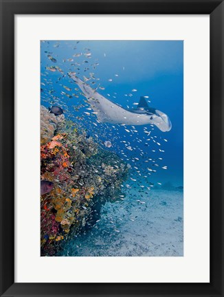 Framed Manta ray, fish and coral, Raja Ampat, Papua, Indonesia Print