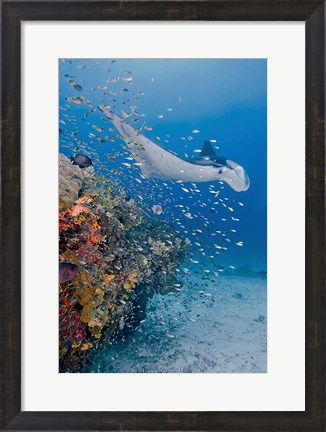 Framed Manta ray, fish and coral, Raja Ampat, Papua, Indonesia Print