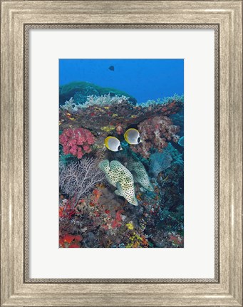 Framed Scene of fish and coral Print