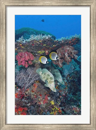Framed Scene of fish and coral Print