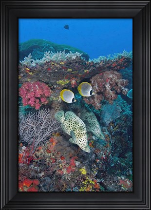 Framed Scene of fish and coral Print