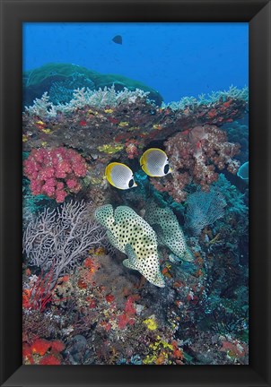 Framed Scene of fish and coral Print