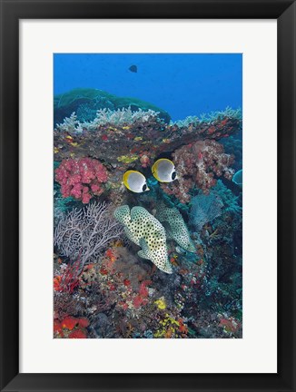 Framed Scene of fish and coral Print