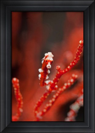 Framed Seahorse turns color of coral, Raja Ampat, Papua, Indonesia Print