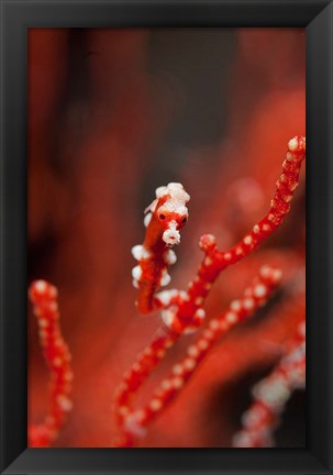 Framed Seahorse turns color of coral, Raja Ampat, Papua, Indonesia Print