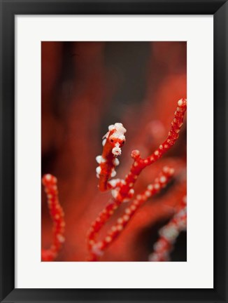 Framed Seahorse turns color of coral, Raja Ampat, Papua, Indonesia Print