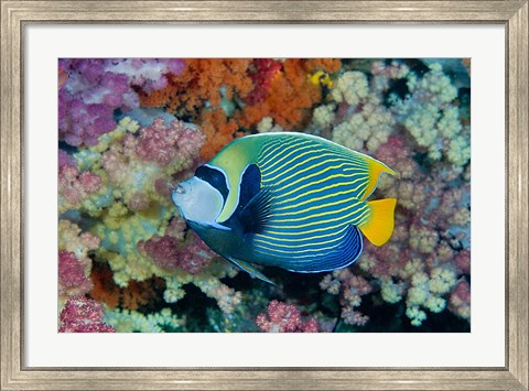 Framed Underwater scene of angelfish and coral, Raja Ampat, Papua, Indonesia Print
