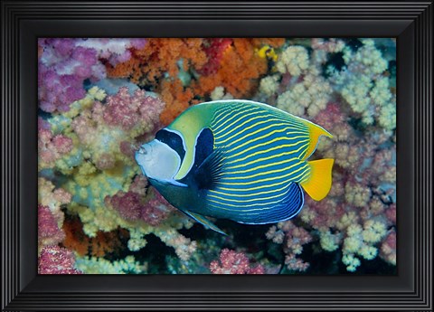 Framed Underwater scene of angelfish and coral, Raja Ampat, Papua, Indonesia Print