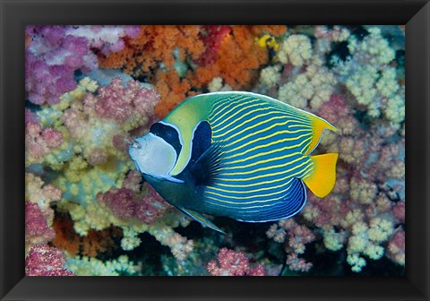 Framed Underwater scene of angelfish and coral, Raja Ampat, Papua, Indonesia Print