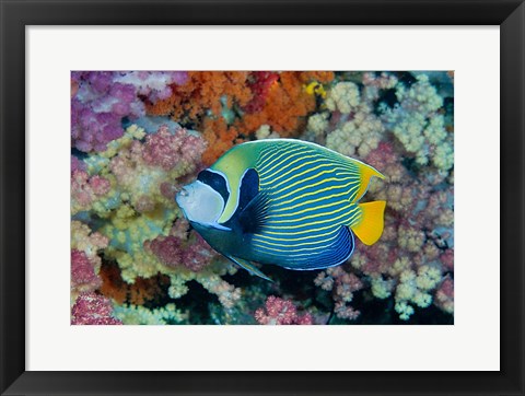 Framed Underwater scene of angelfish and coral, Raja Ampat, Papua, Indonesia Print