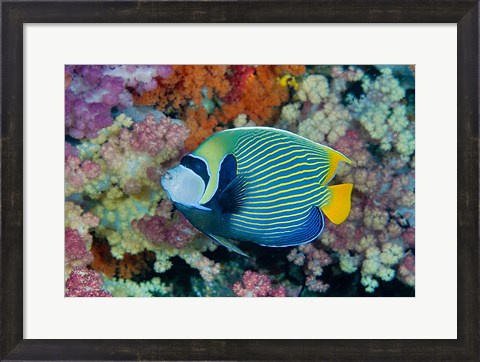 Framed Underwater scene of angelfish and coral, Raja Ampat, Papua, Indonesia Print