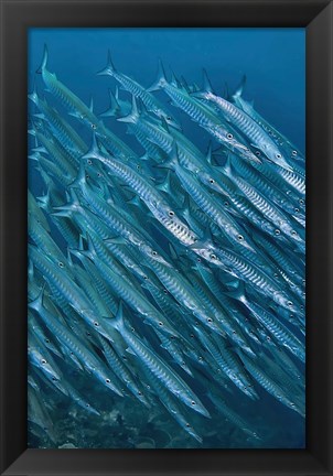 Framed Underwater scene of schooling barracuda, Raja Ampat, Papua, Indonesia Print