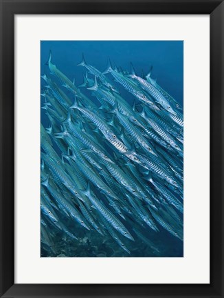 Framed Underwater scene of schooling barracuda, Raja Ampat, Papua, Indonesia Print