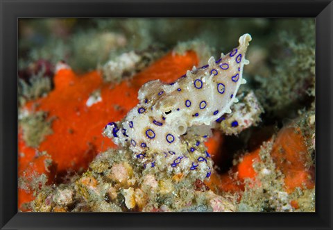 Framed Close-up of deadly blue-ringed octopus Print