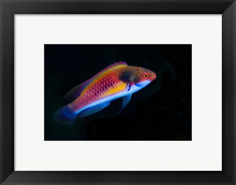 Framed Bay Close-up of colorful wrasse fish Print